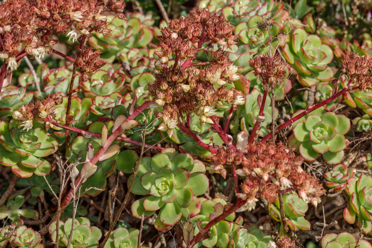 Aeonium haworthii Bejequillo tinerfeño02