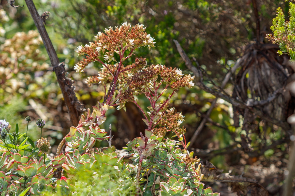 Aeonium haworthii Bejequillo tinerfeño03