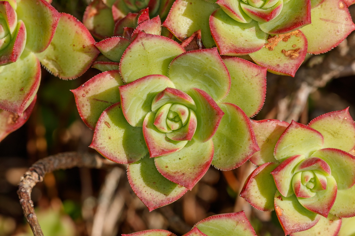 Aeonium haworthii Bejequillo tinerfeño04