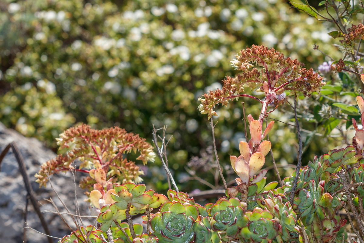 Aeonium haworthii Bejequillo tinerfeño05