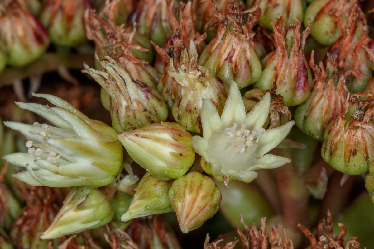 Aeonium haworthii Bejequillo tinerfeño06