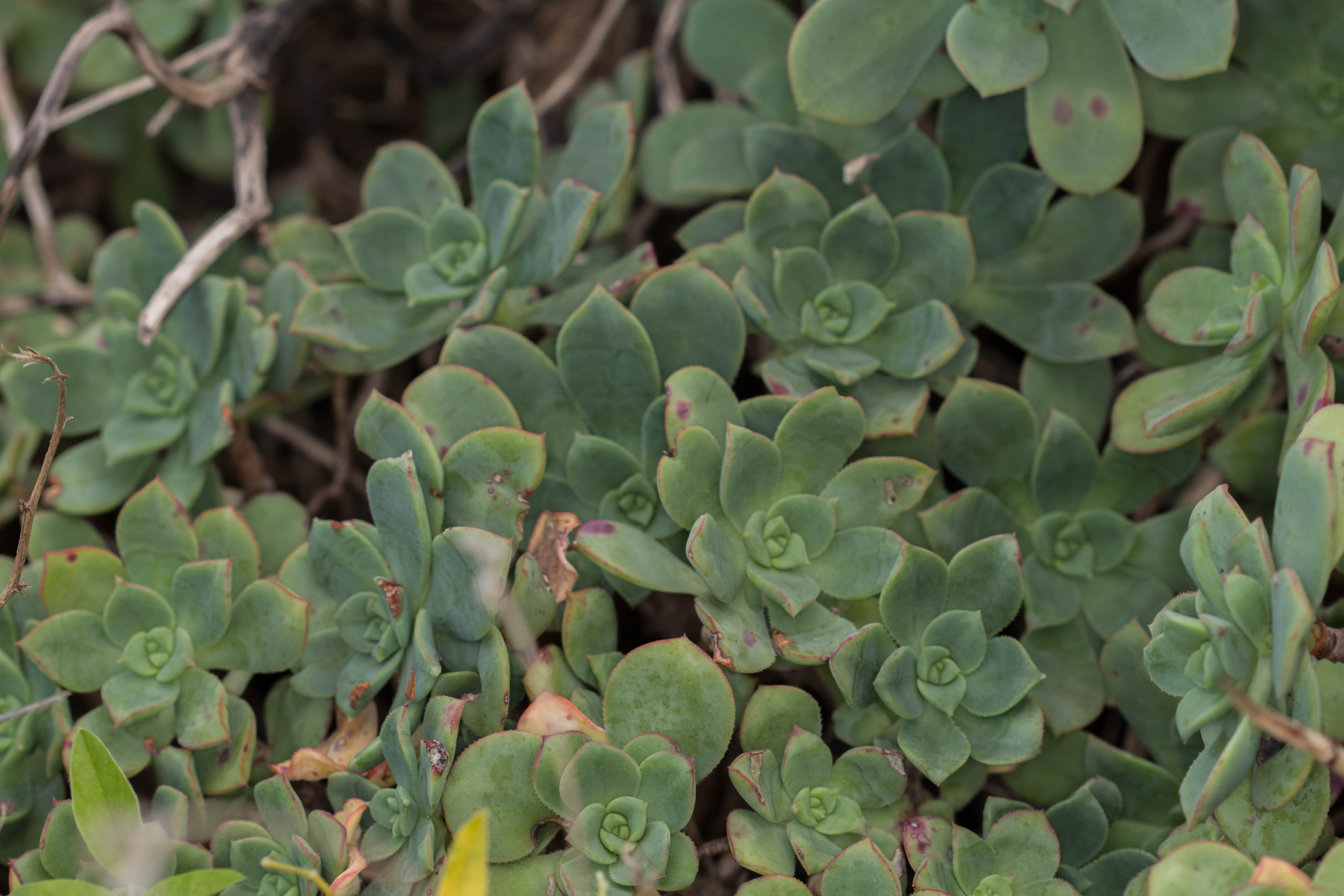  MG 1491 Aeonium haworthii Bejequillo tinerfeño