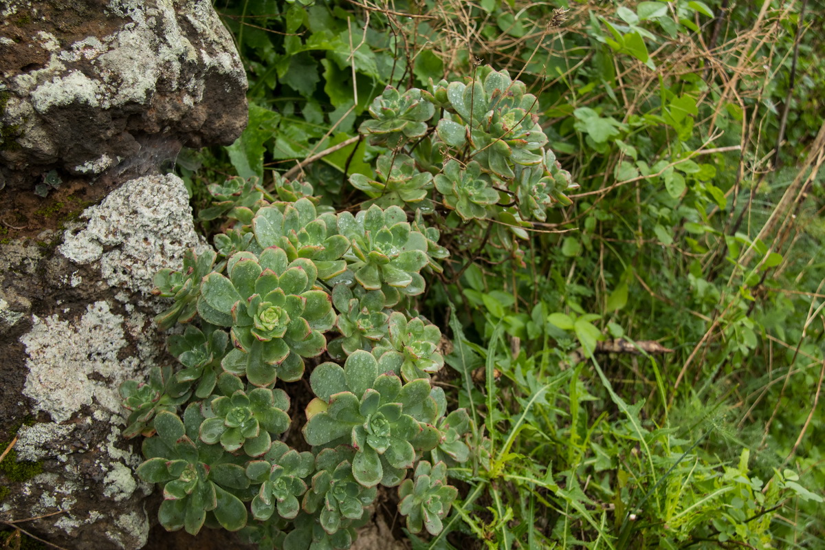  MG 1623 Aeonium haworthii Bejequillo tinerfeño