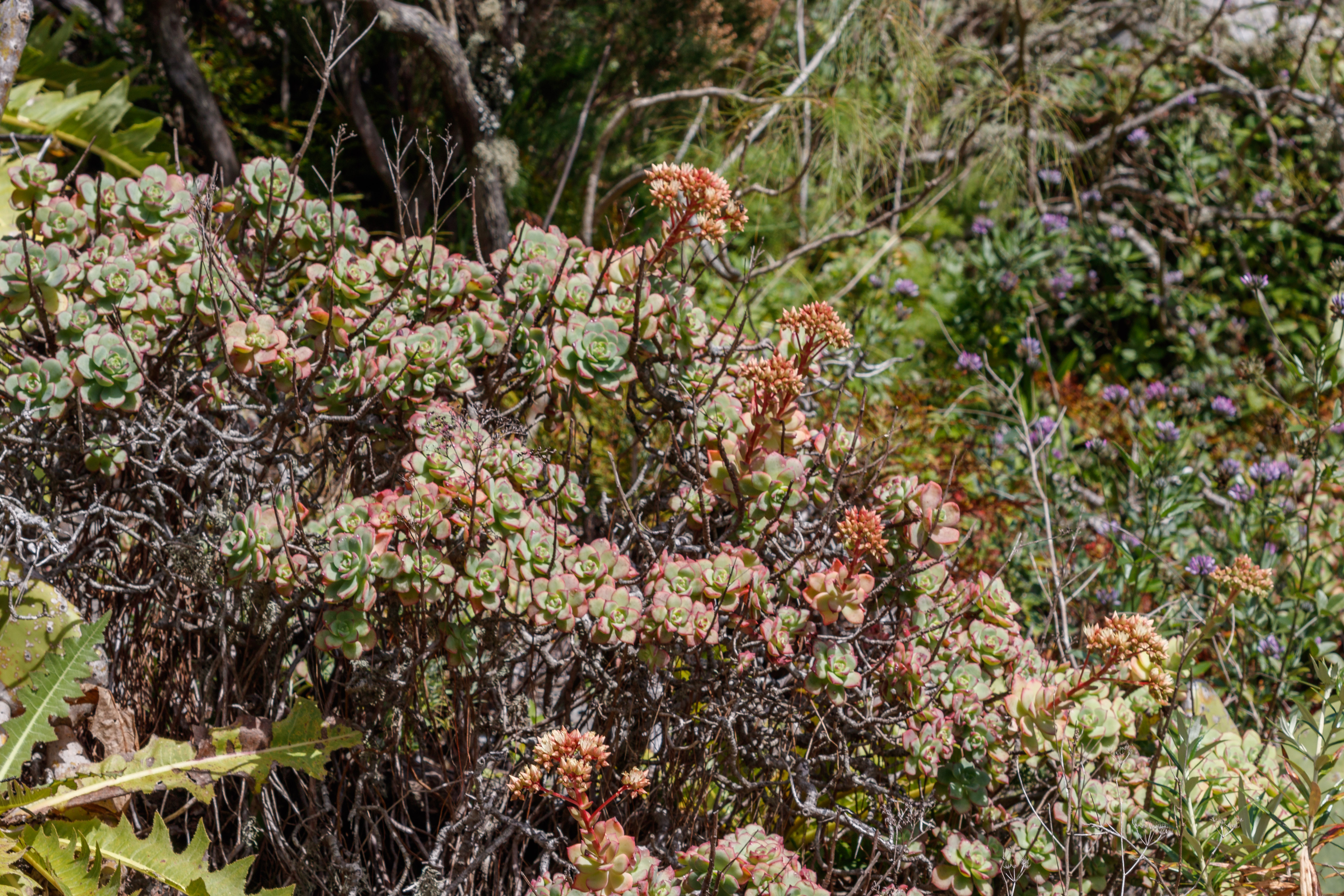  MG 4235 Aeonium haworthii Bejequillo tinerfeño