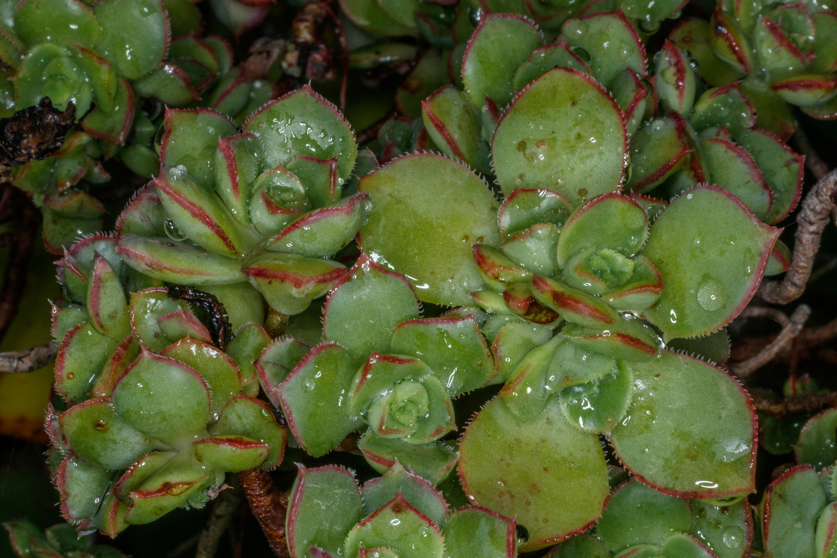  MG 4418 Aeonium haworthii bejequillo tinerfeño