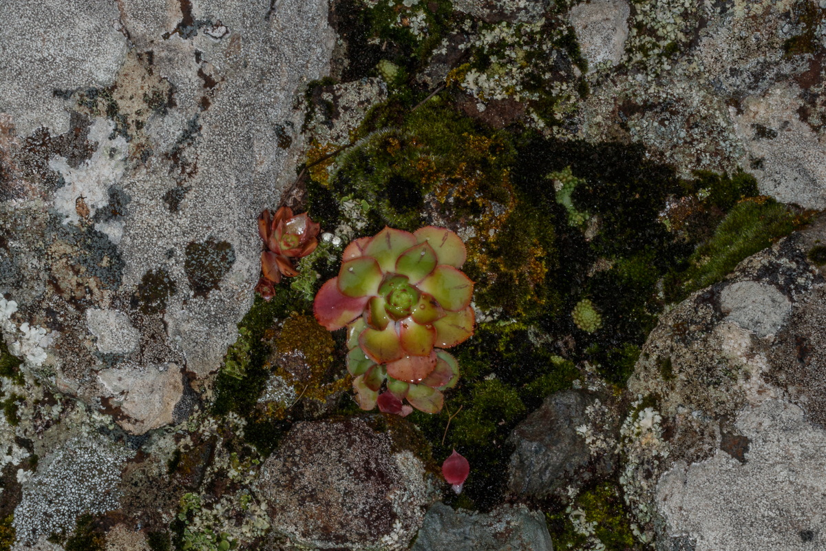  MG 4420 Aeonium haworthii bejequillo tinerfeño