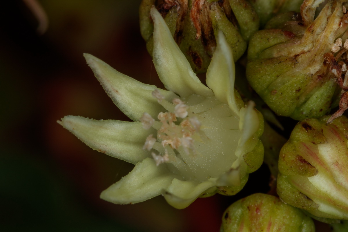  MG 6327 Aeonium haworthii Bejequillo tinerfeño