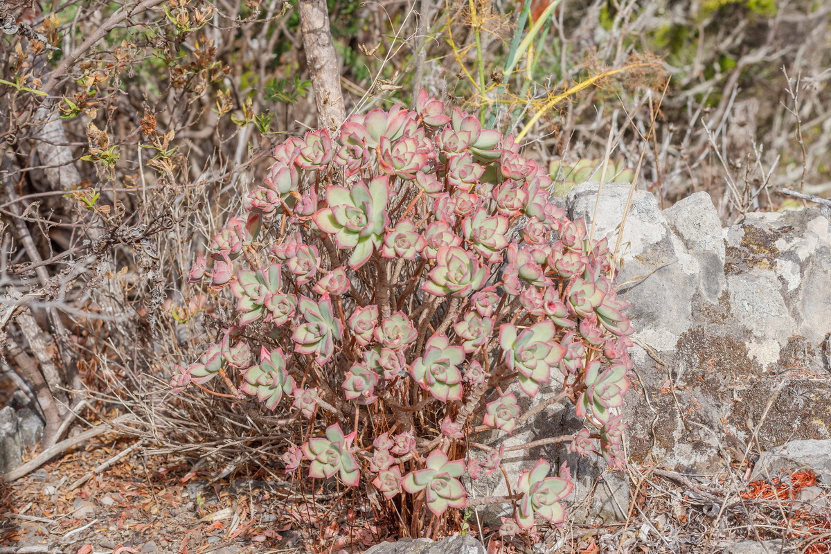  MG 9505 Aeonium haworthii