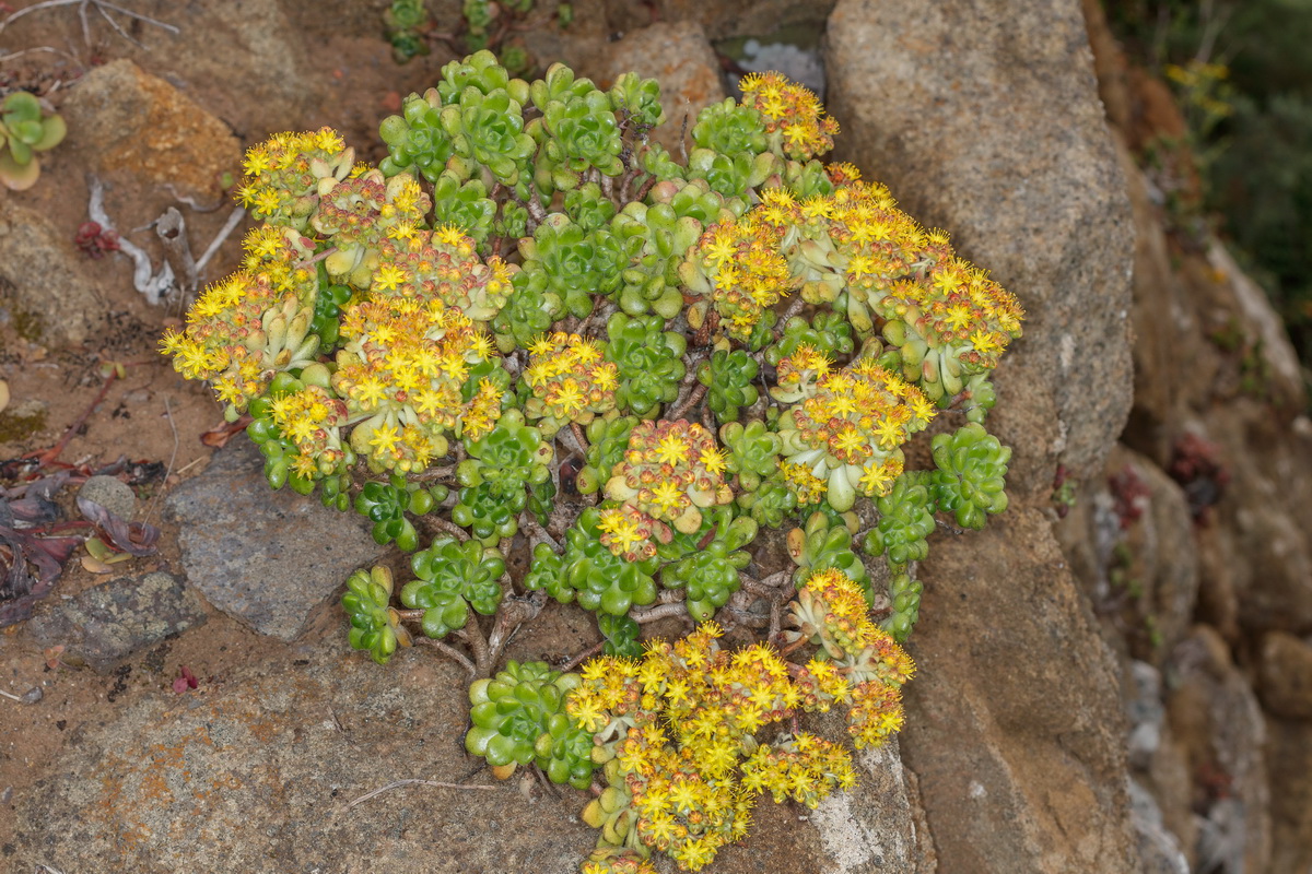 Aeonium lindleyi subsp lindleyi Bejequillo gomereta01