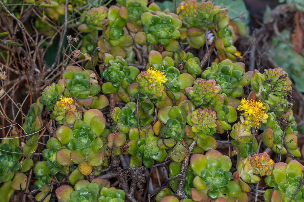 Aeonium lindleyi subsp lindleyi Bejequillo gomereta02