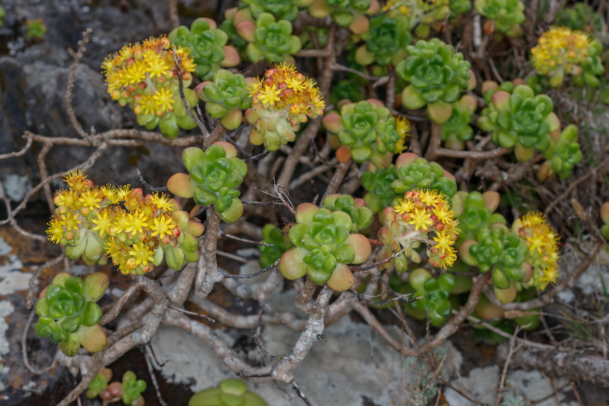 Aeonium lindleyi subsp lindleyi Bejequillo gomereta04