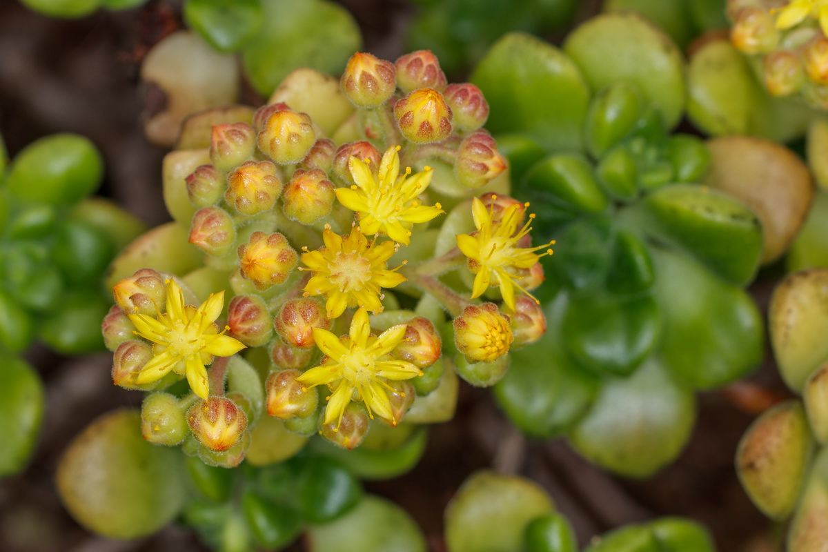 Aeonium lindleyi subsp lindleyi Bejequillo gomereta05