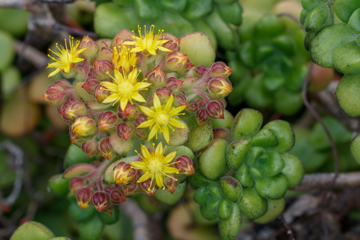 Aeonium lindleyi subsp lindleyi Bejequillo gomereta06