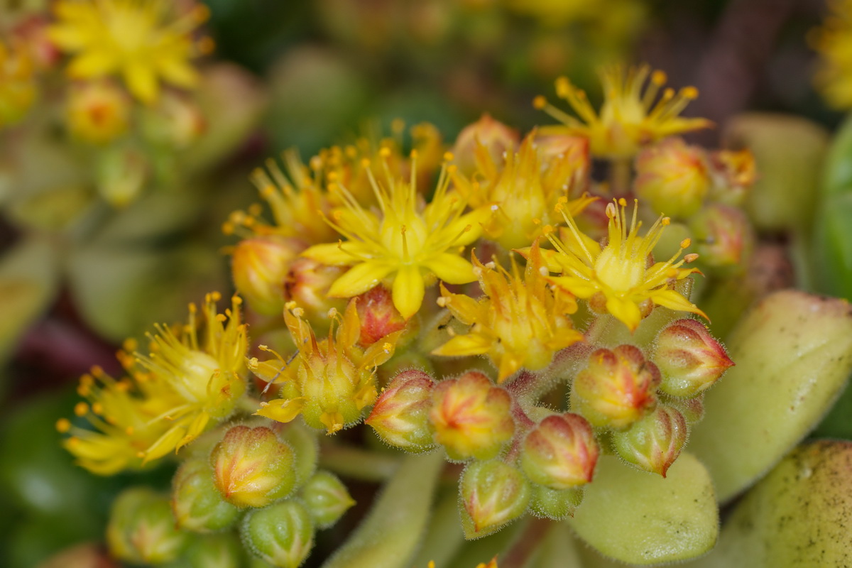 Aeonium lindleyi subsp lindleyi Bejequillo gomereta07