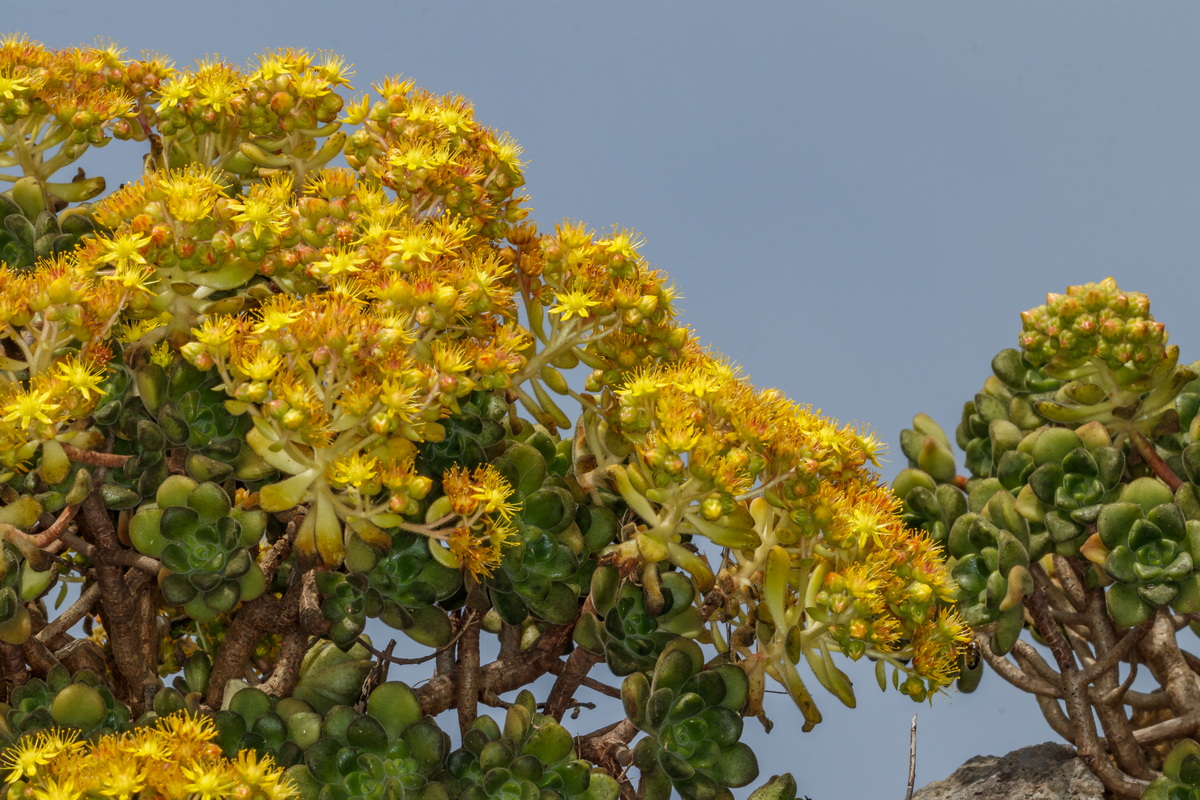  MG 6421 Aeonium lindleyi subsp. linleyi (bejequillo gomereta)