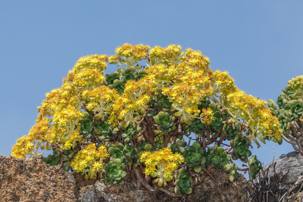  MG 6423 Aeonium lindleyi subsp. linleyi (bejequillo gomereta)