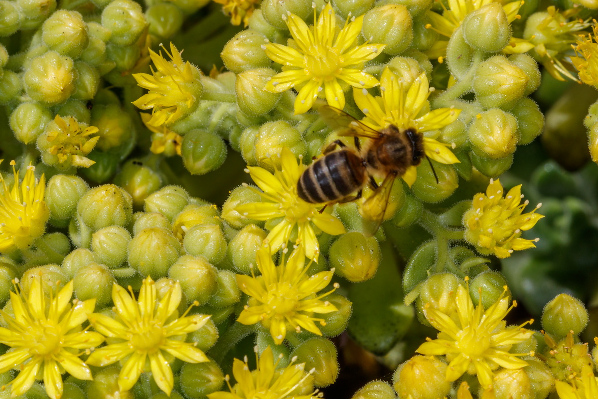  MG 6432 Aeonium lindleyi subsp. linleyi con abeja polinizadora