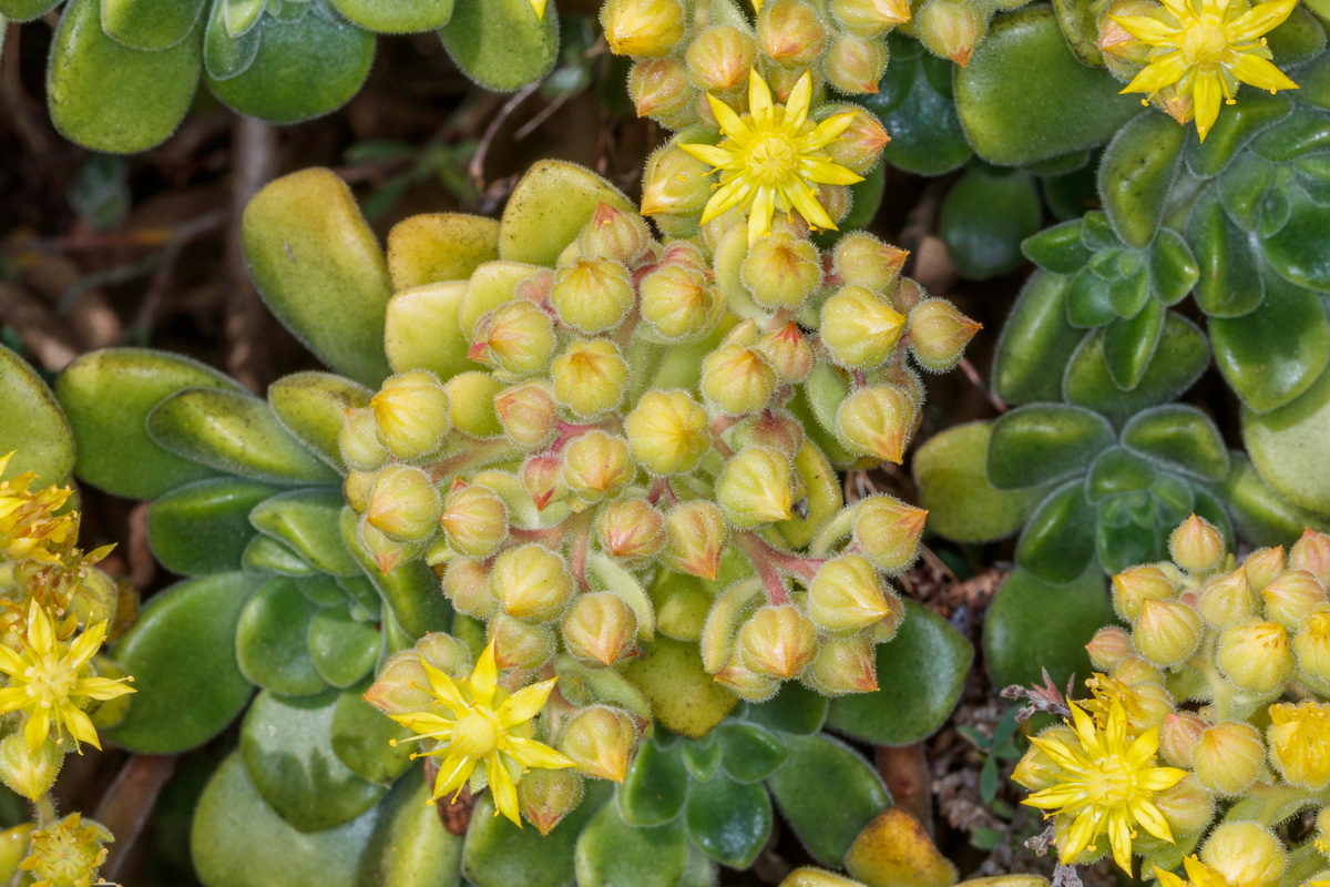  MG 6434 Aeonium lindleyi subsp. linleyi (bejequillo gomereta)