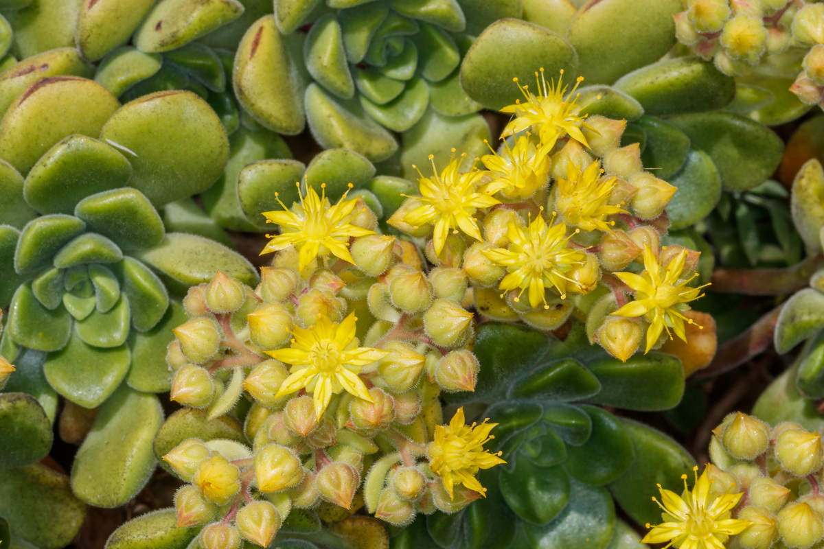  MG 6435 Aeonium lindleyi subsp. linleyi (bejequillo gomereta)