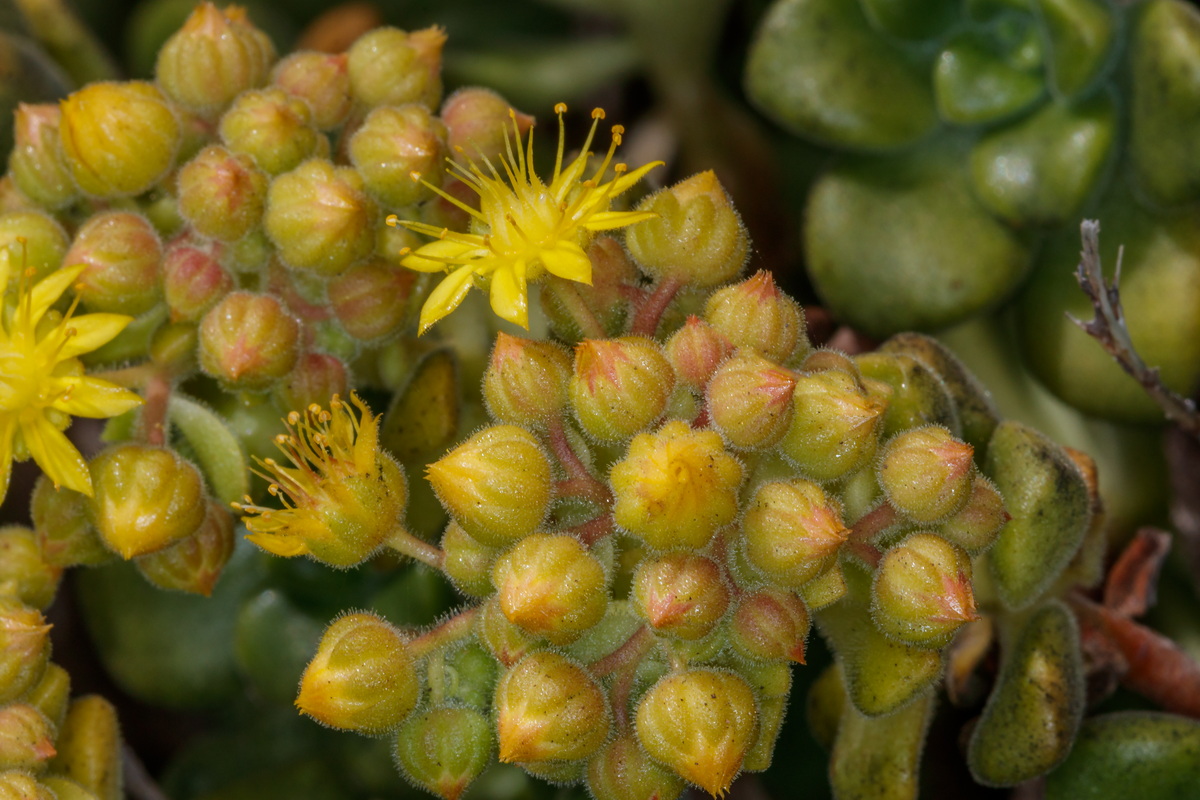  MG 6439 Aeonium lindleyi subsp. linleyi (bejequillo gomereta)