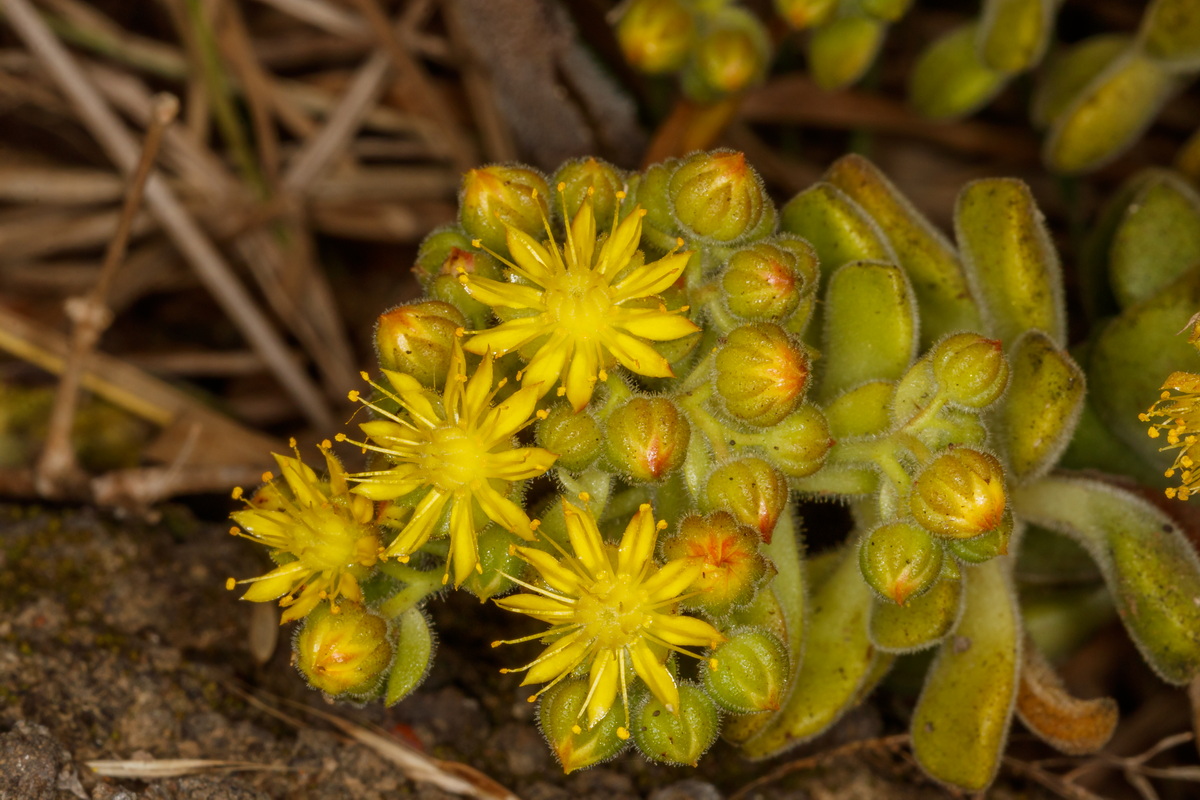  MG 6446 Aeonium lindleyi subsp. linleyi (bejequillo gomereta)