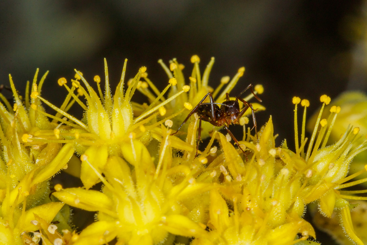  MG 6525 Hormiga sobre Aeonium lindleyi subsp. linleyi