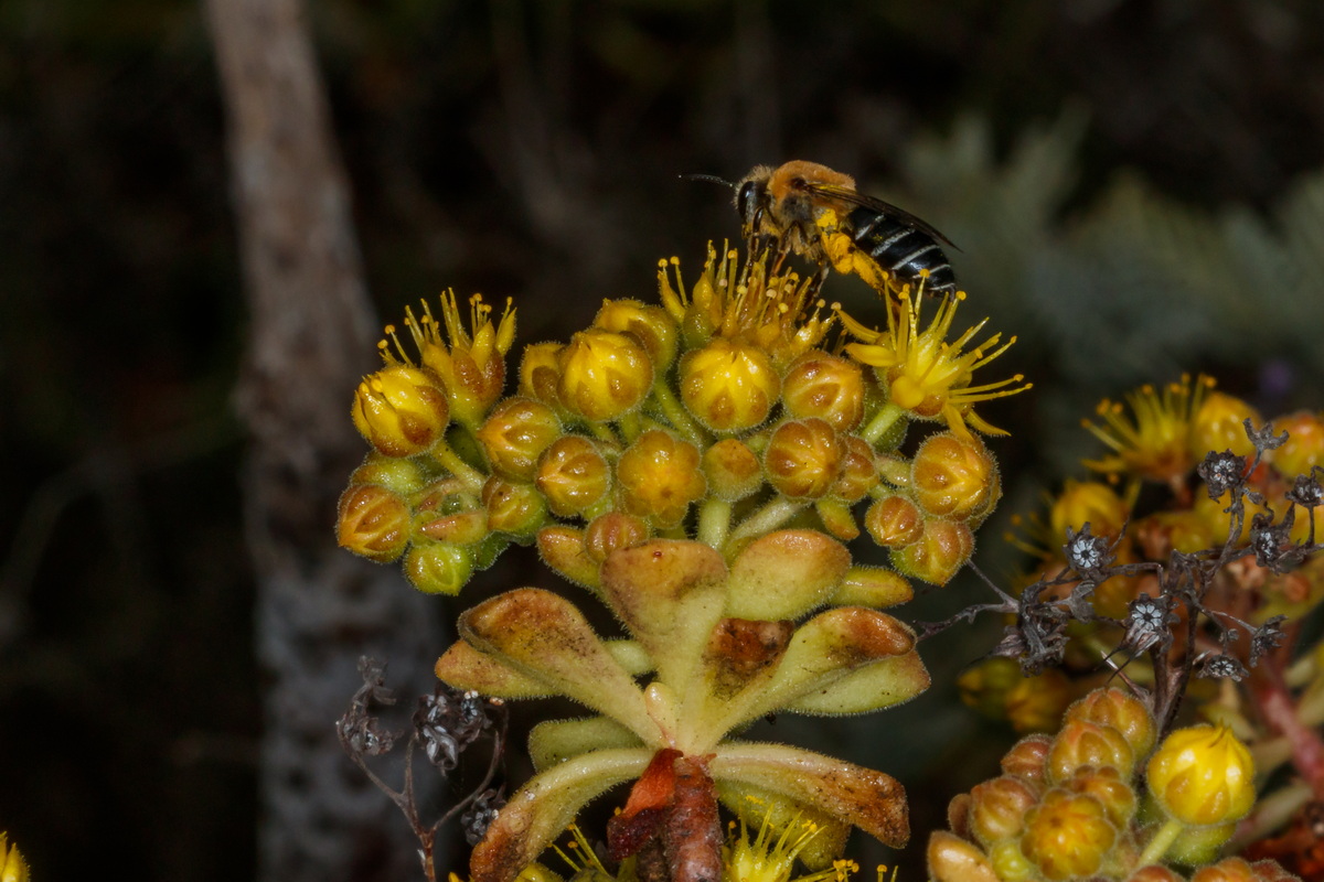  MG 6532  Abeja Cf Andrena savignyi Aeonium lindleyi subsp. linleyi