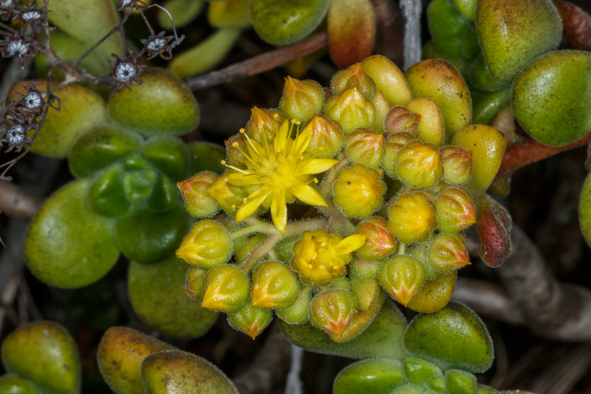  MG 6533  Aeonium lindleyi subsp. linleyi