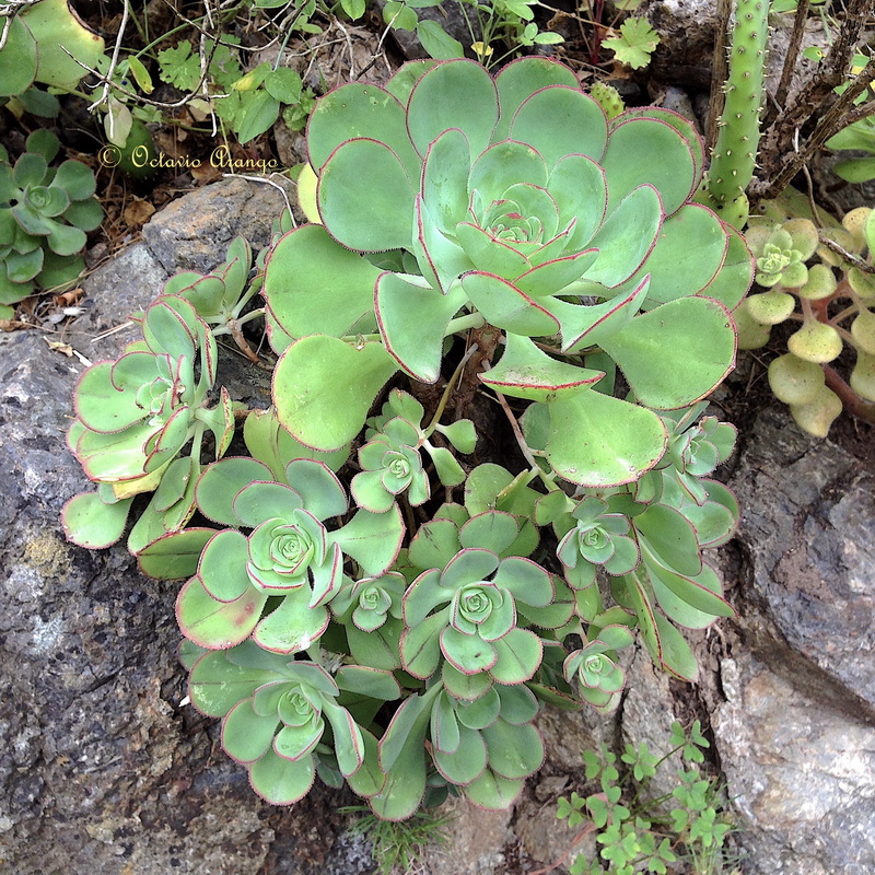 Aeonium liui 1