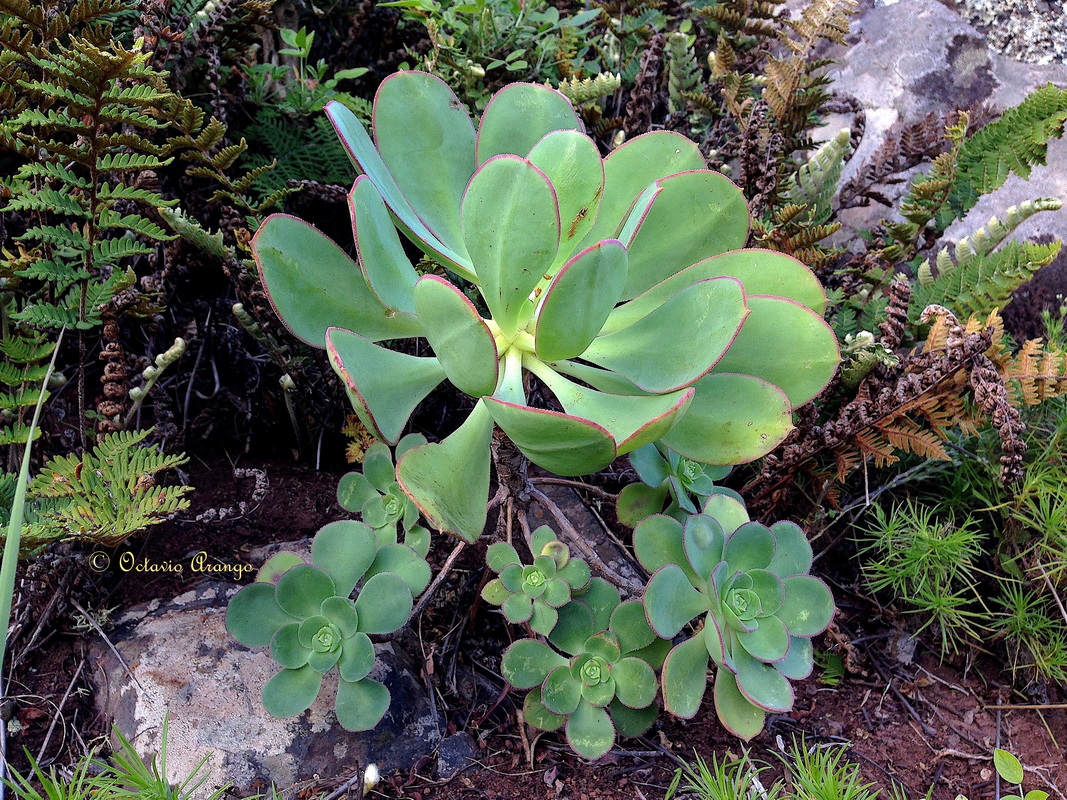 Aeonium liui 2