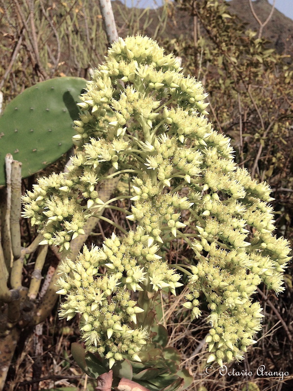 Aeonium liui 6