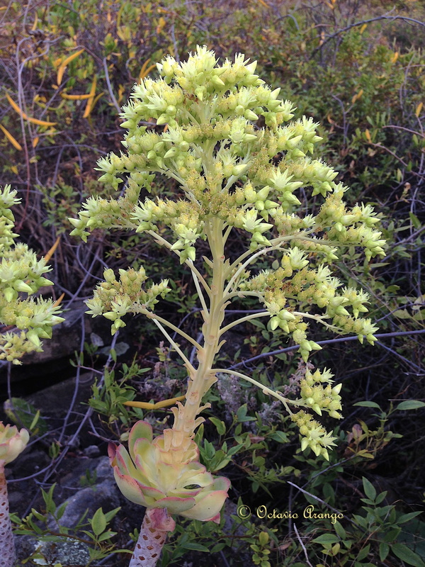 Aeonium liui 7