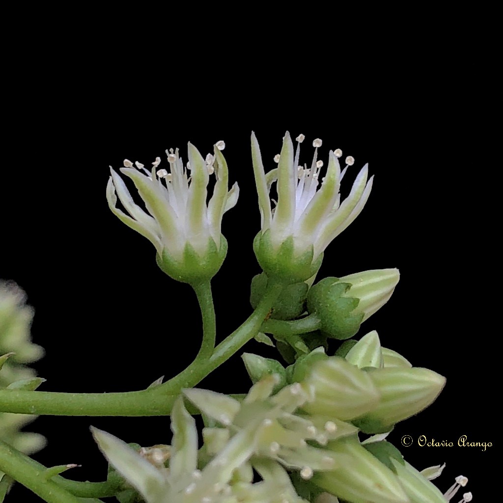 Aeonium liui 8