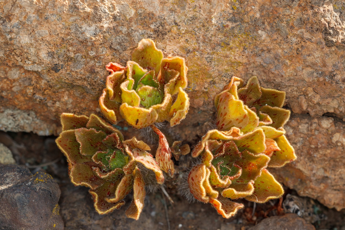 Aeonium smithii Bejequillo peludo de Tenerife01