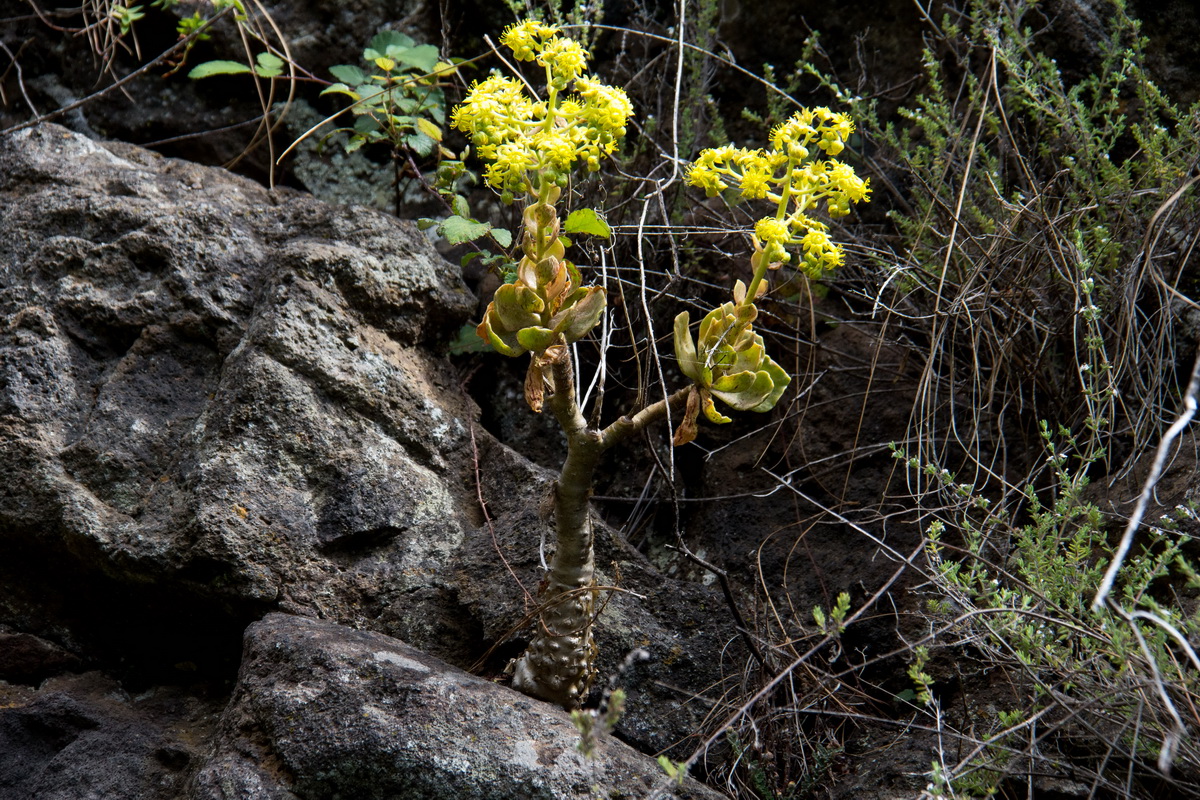 Aeonium smithii Bejequillo peludo de Tenerife03
