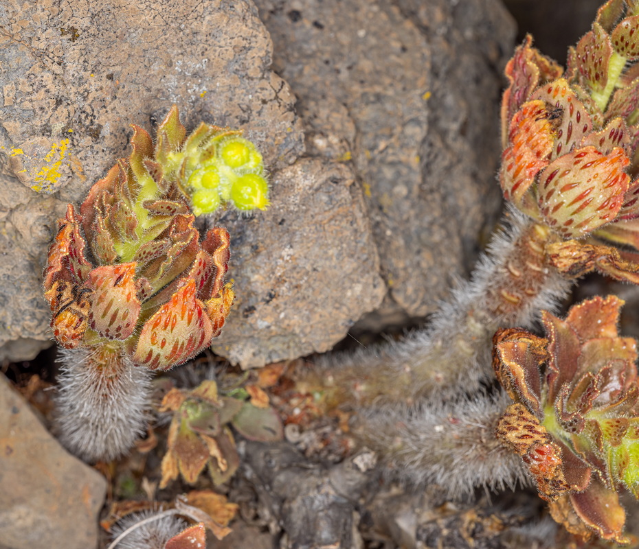 IMG 7895 Aeonium smithii (bejequillo peludo de Tenerife)