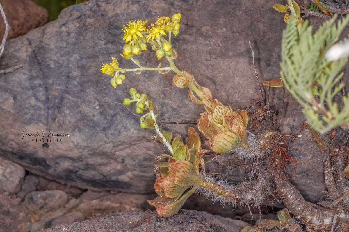  MG 3793 Editar Aeonium smithii (bejequillo peludo de Tenerife)