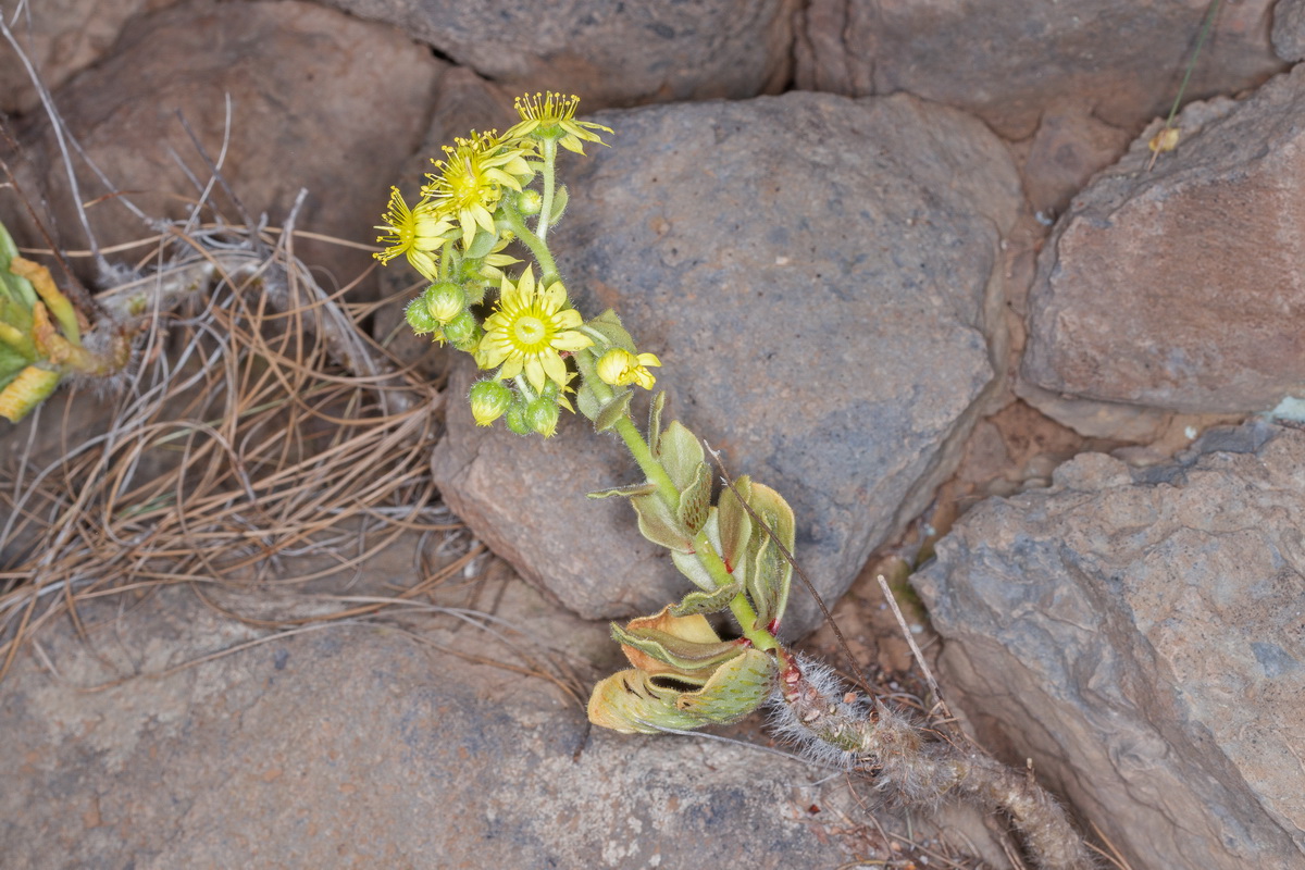 MG 3865 Aeonium smithii (bejequillo peludo de Tenerife)