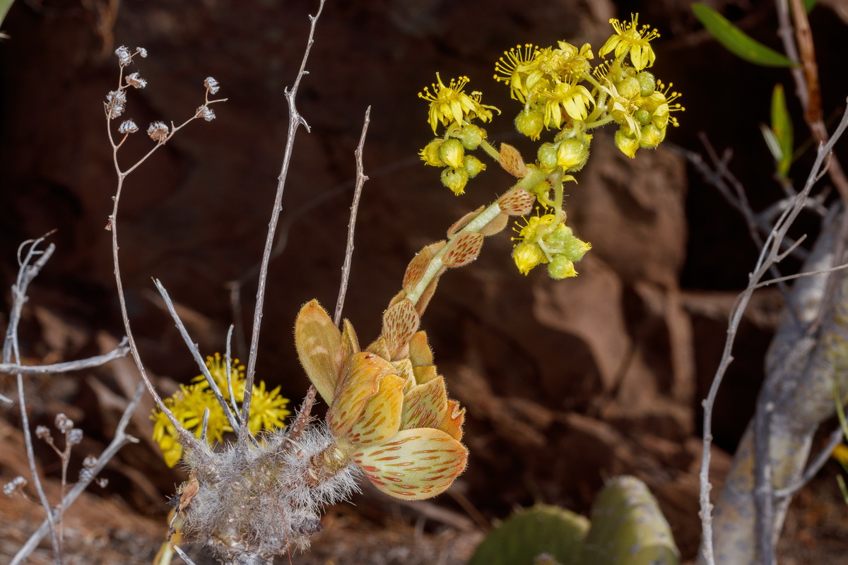  MG 3873 Aeonium smithii (bejequillo peludo de Tenerife)