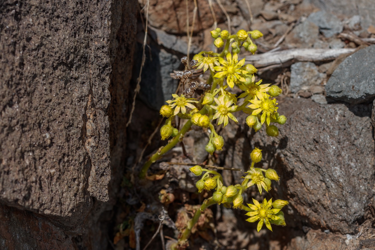  MG 4931 Aeonium smithii bejequillo peludo de Tenerife