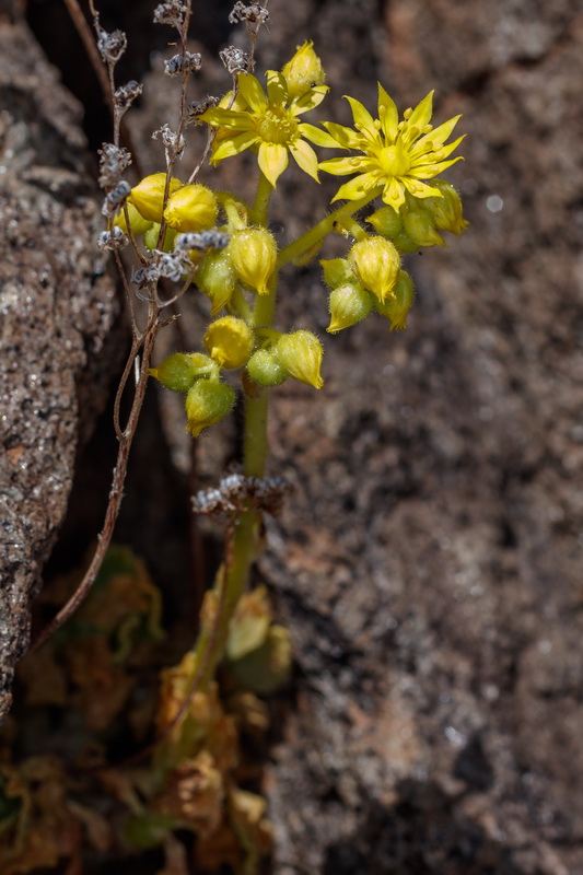  MG 4936 Aeonium smithii bejequillo peludo de Tenerife