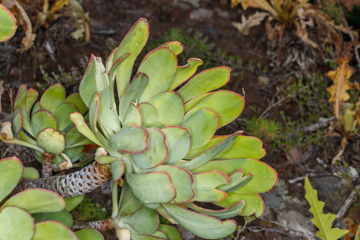  MG 0811 Aeonium urbicum subsp. boreale Bejeque puntero de Anaga