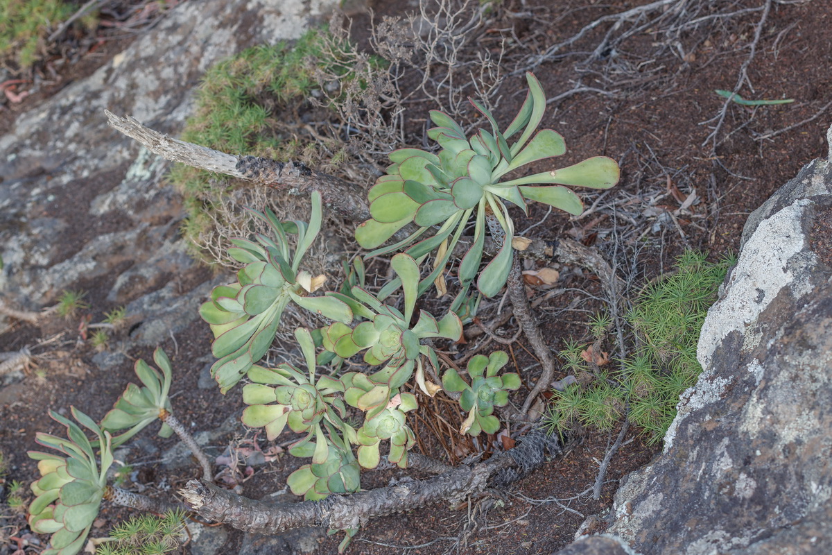  MG 0814 Aeonium urbicum subsp. boreale Bejeque puntero de Anaga