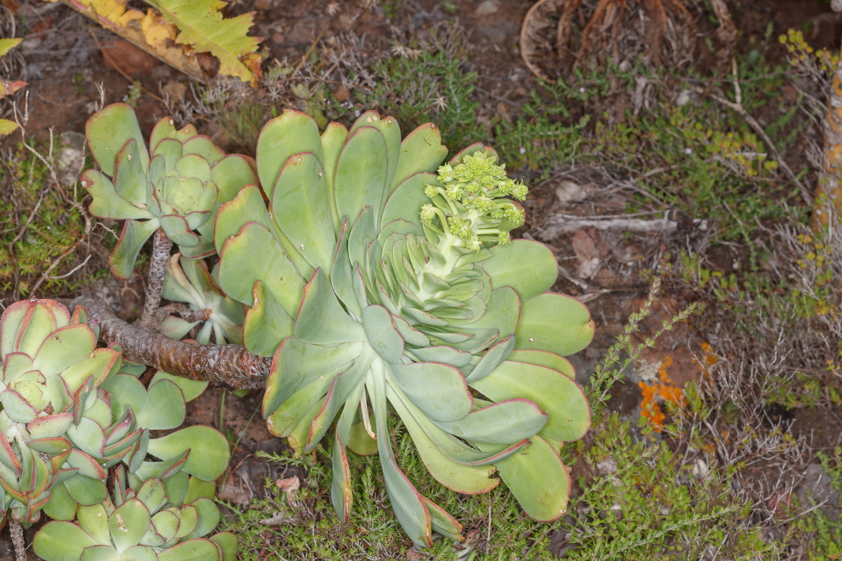  MG 3296 Aeonium urbicum subsp. boreale