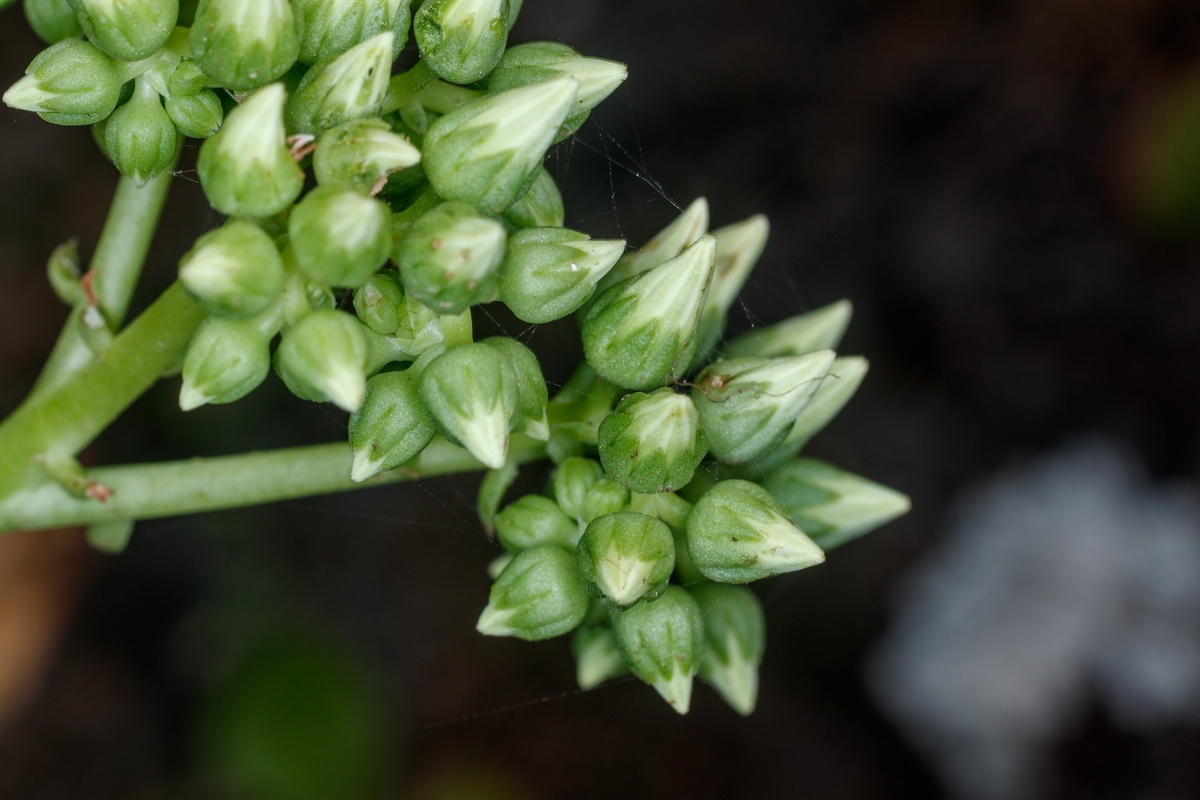  MG 3386 Aeonium urbicum subsp. boreale