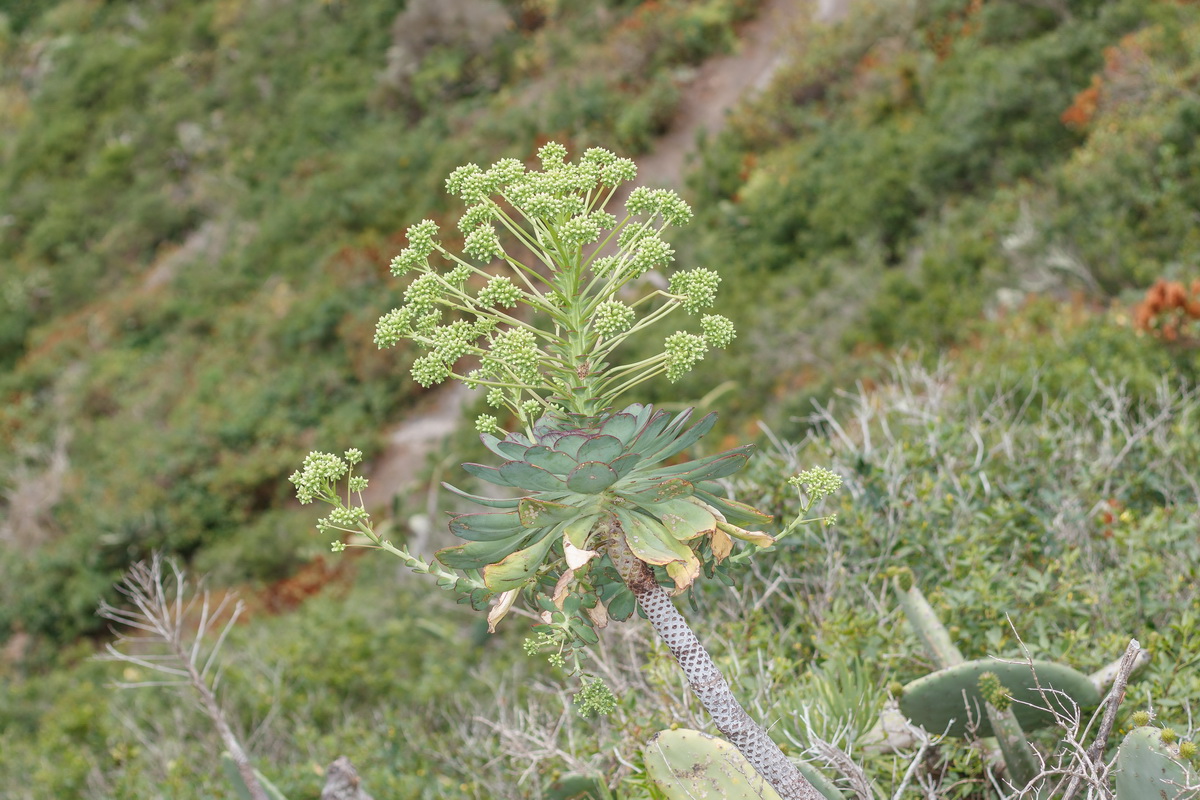  MG 3392 Aeonium urbicum subsp. boreale