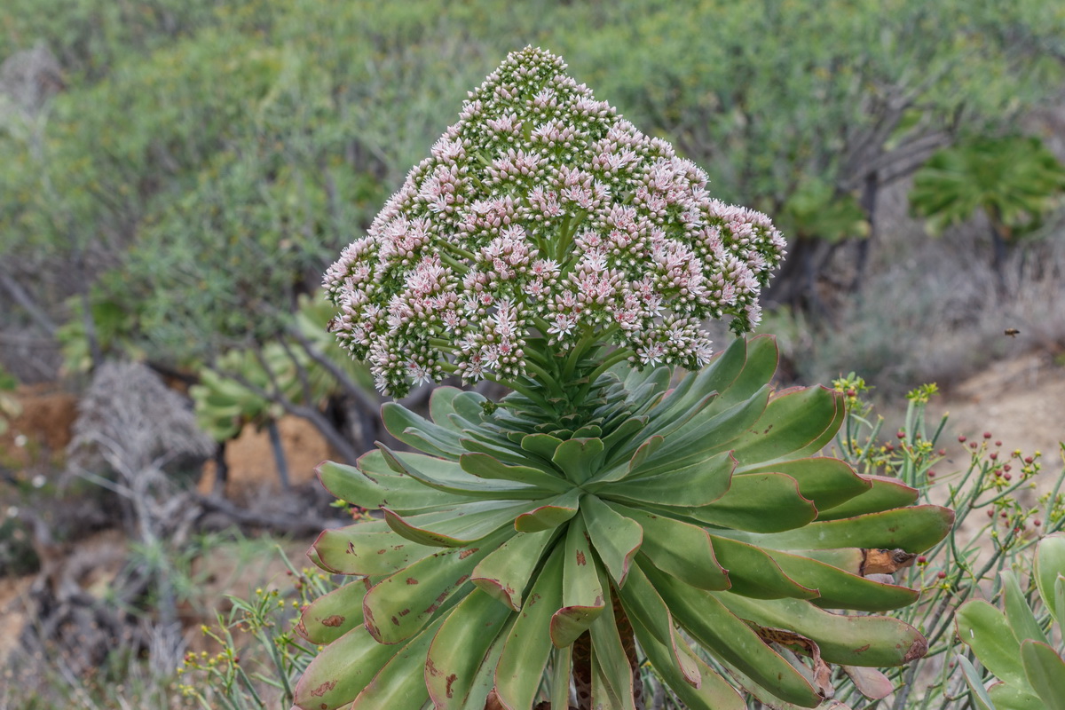 Aeonium urbicum var. meridionale Bejeque puntero de Tenerife02