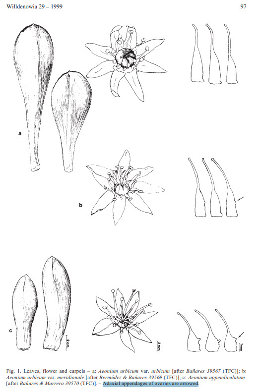 Hojas Flores Carpelos Aeonium urbicum meridionale appendiculatum