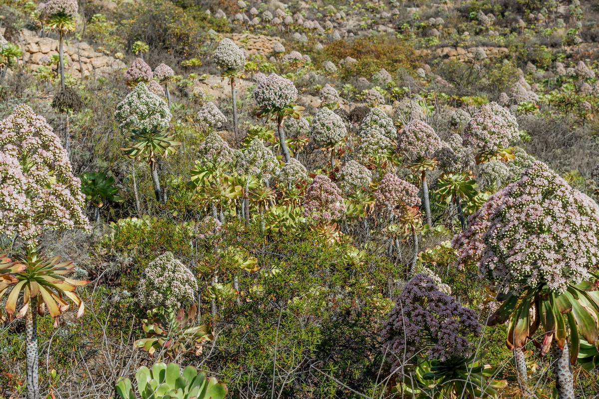  MG 1636 Aeonium urbicum subsp. meridionale
