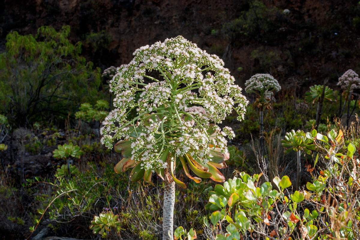  MG 1660 Aeonium urbicum subsp. meridionale